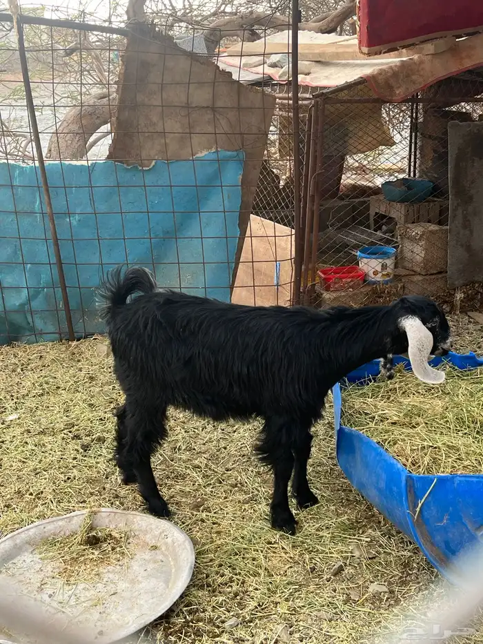 جفره عارضيه 8