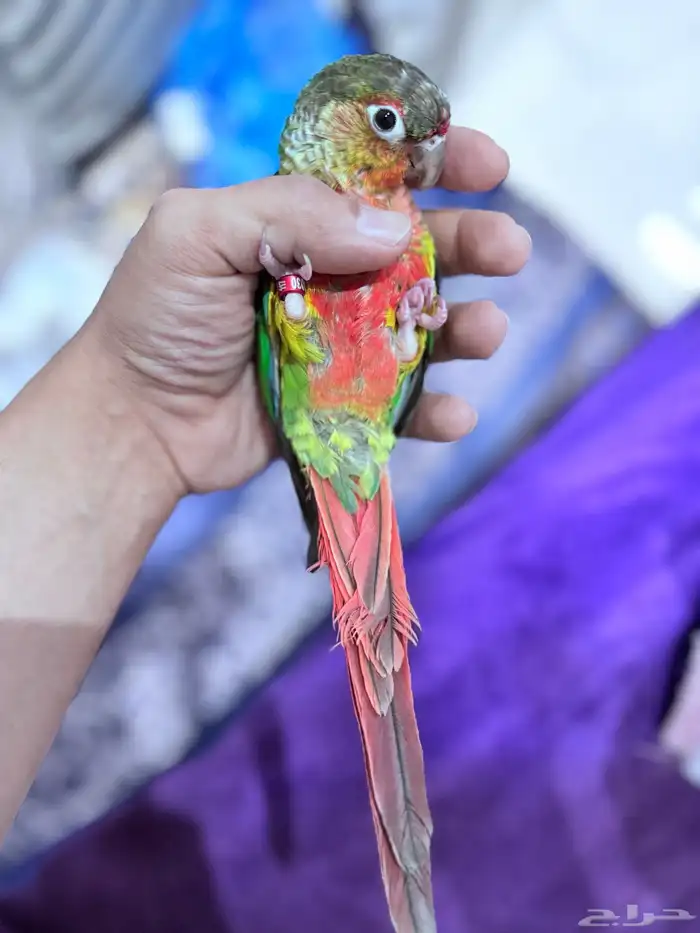 (تم البيع) كنيور جرين تشيك يلو سايد أليف هدد 3