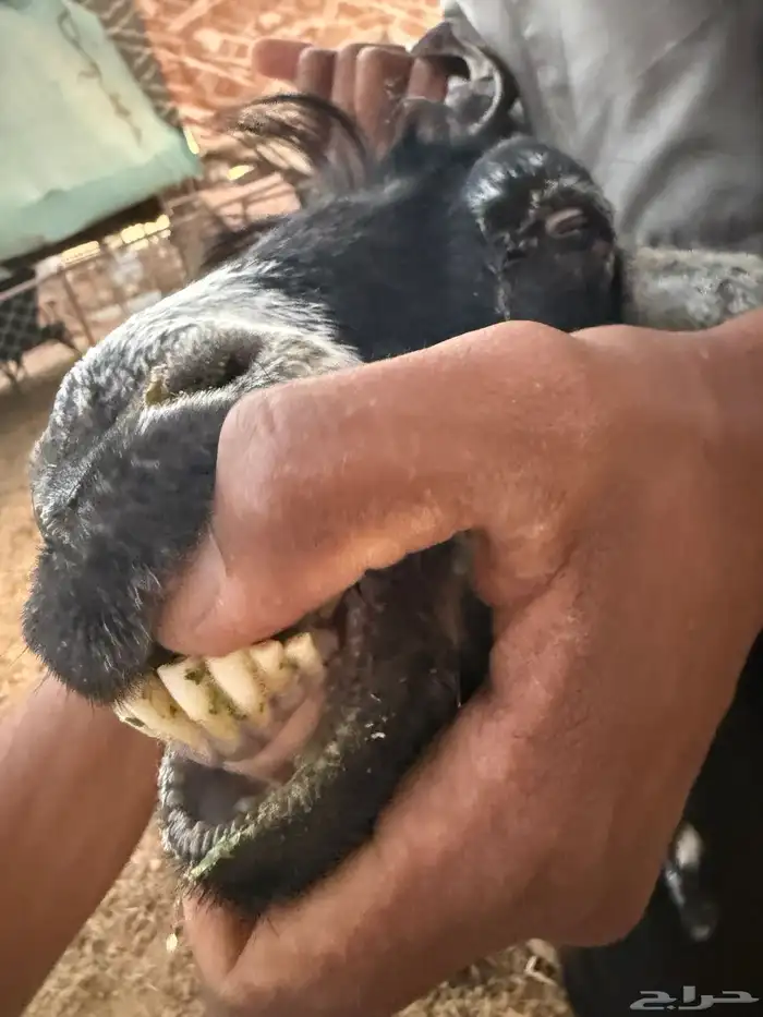 معزا مع تيس فحل جرم وطول 4