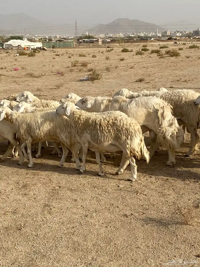 غنم صنف دفيع تم البيع 15