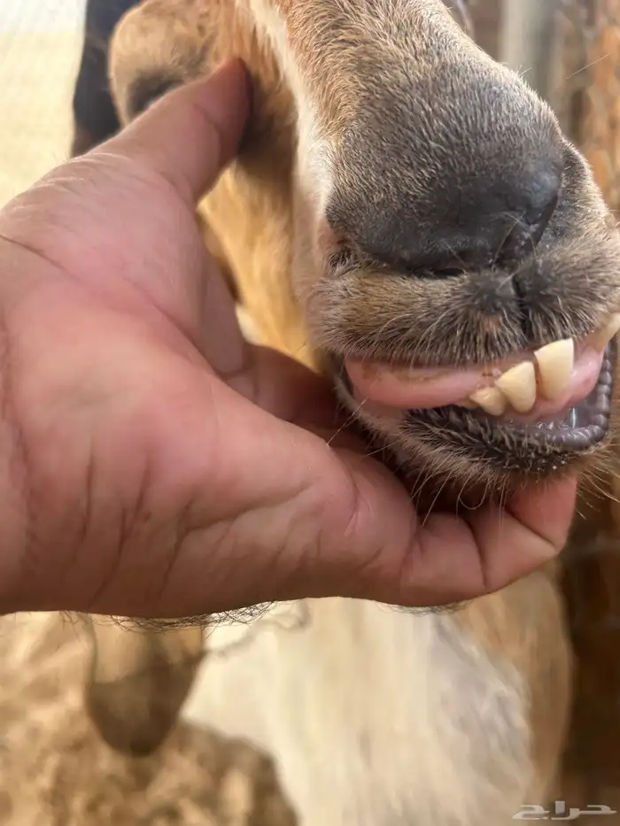 عنز رغوث 1