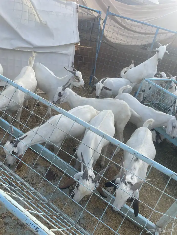 تيوس للبيع 1