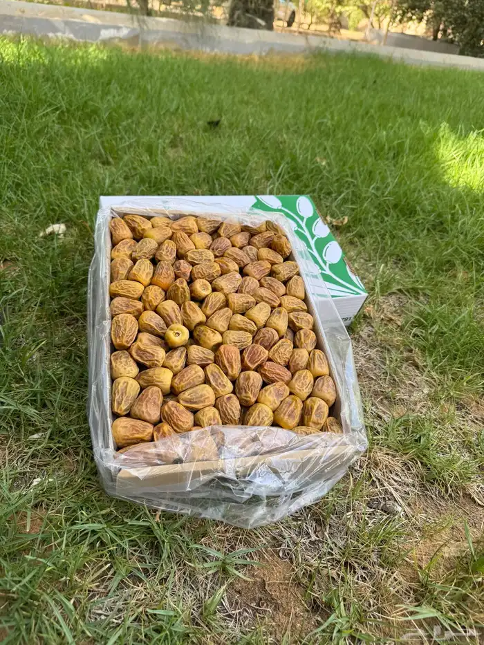 تمر سكري القصيم 2