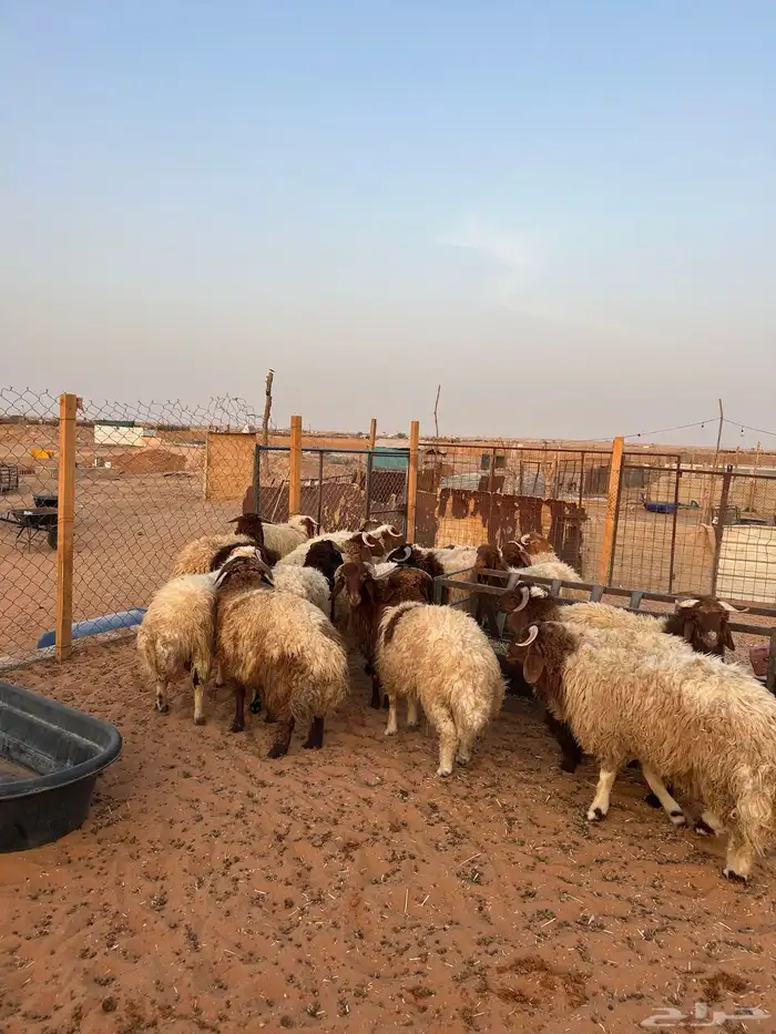خرفان نعيم 2