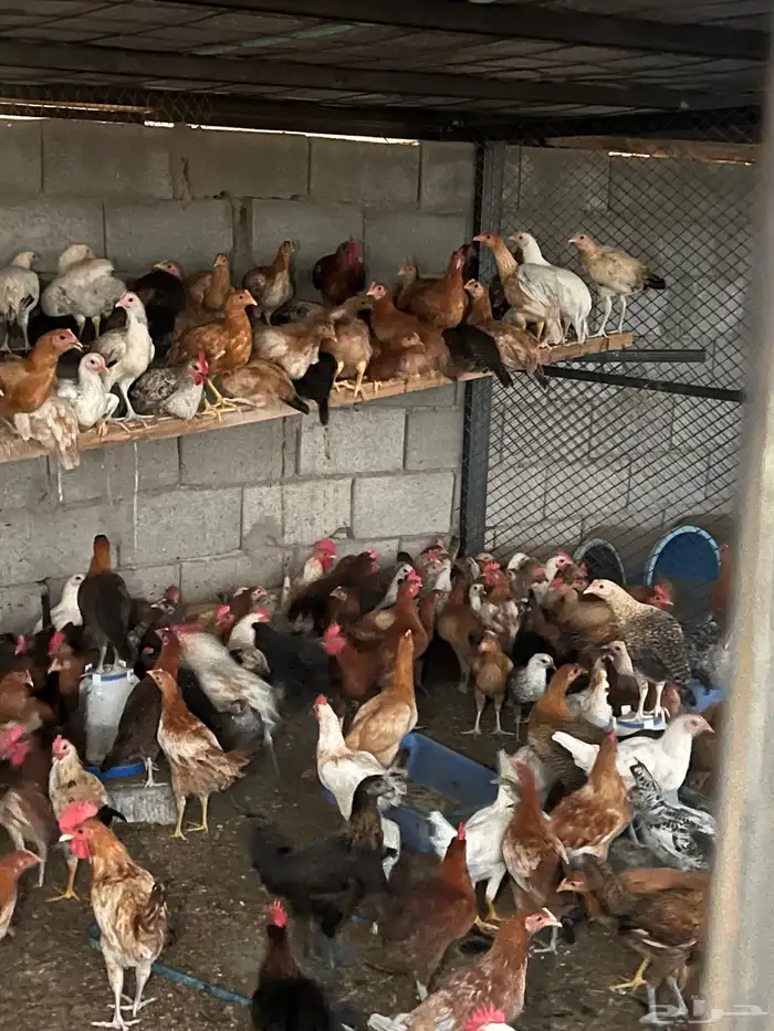 دجاج للبيع 2