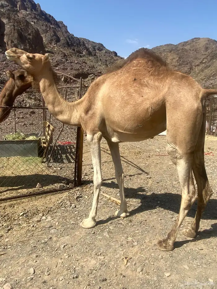 بكره لقحه للبيع 3