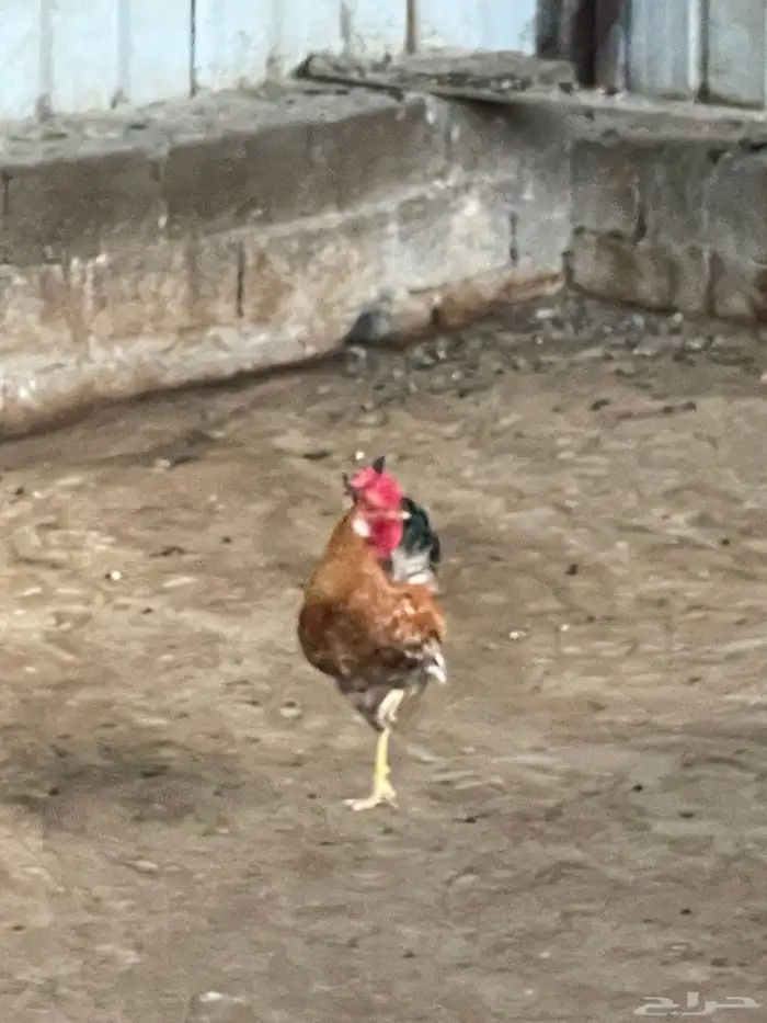 ديك بلدي 2