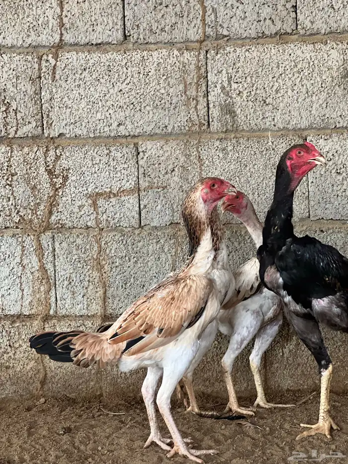 دجاج شامو ياباني الموقع بارق 3