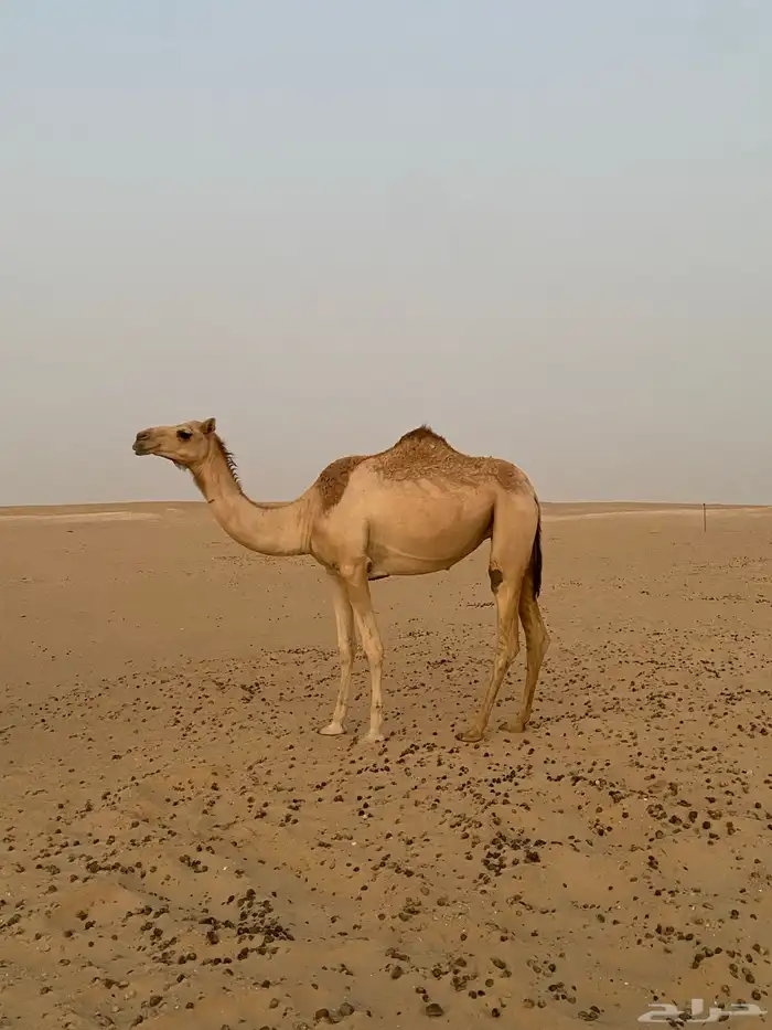 بكر عشرا 0