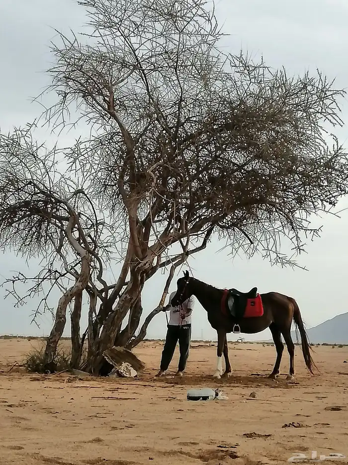 فرس شعبيه معها مهر 3