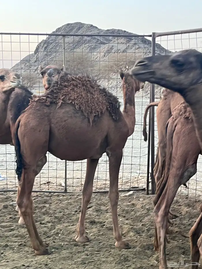 قعدان فاخرة وطيبات 5