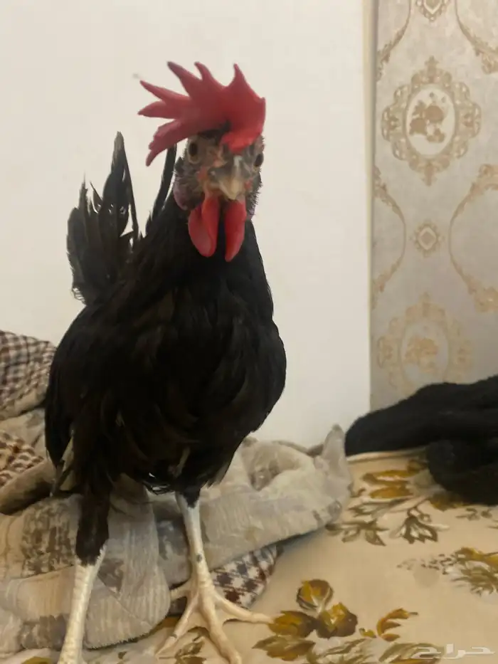 ديك حساوي 2