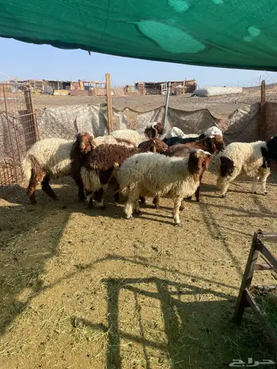ذبايح حري ونعيمي index