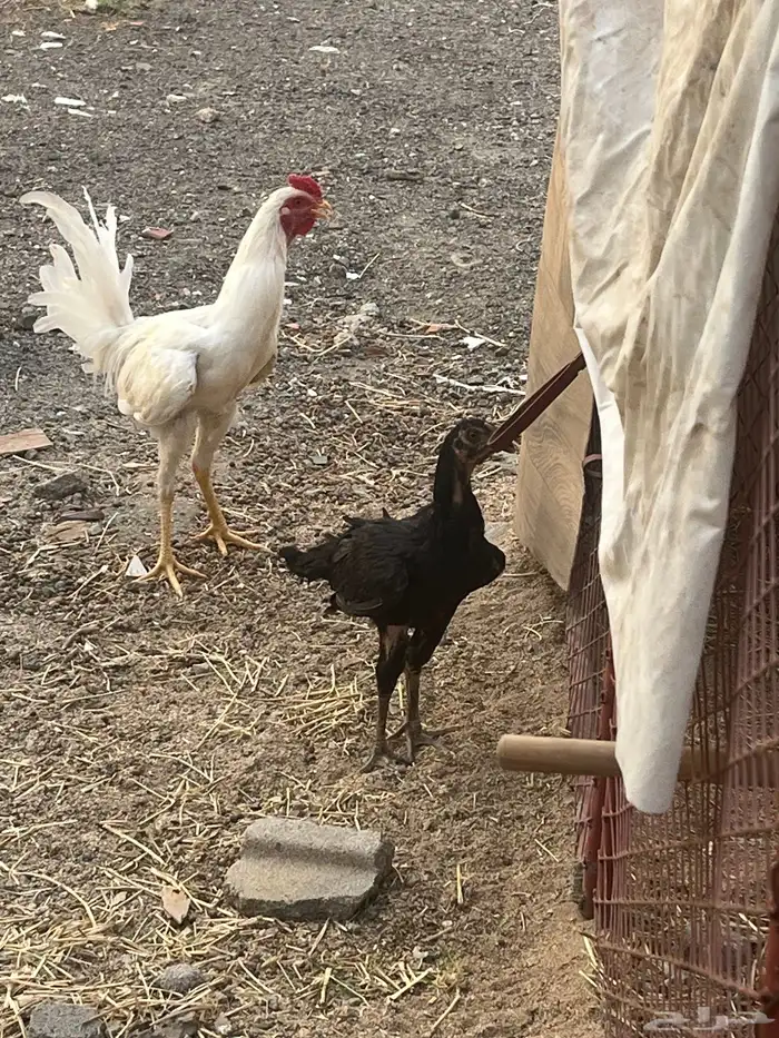 للبيع دجاج باكستاني ديكين باكستاني وبلدي ودجاجه باكستانيه 0