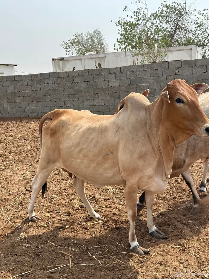 ثور وبقرة بلدي 3