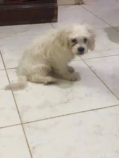 Maltese puppy index