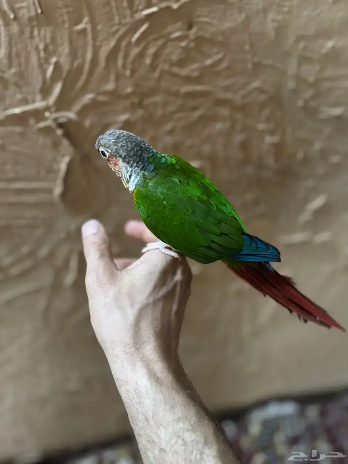 كنيور يلو سايد 3