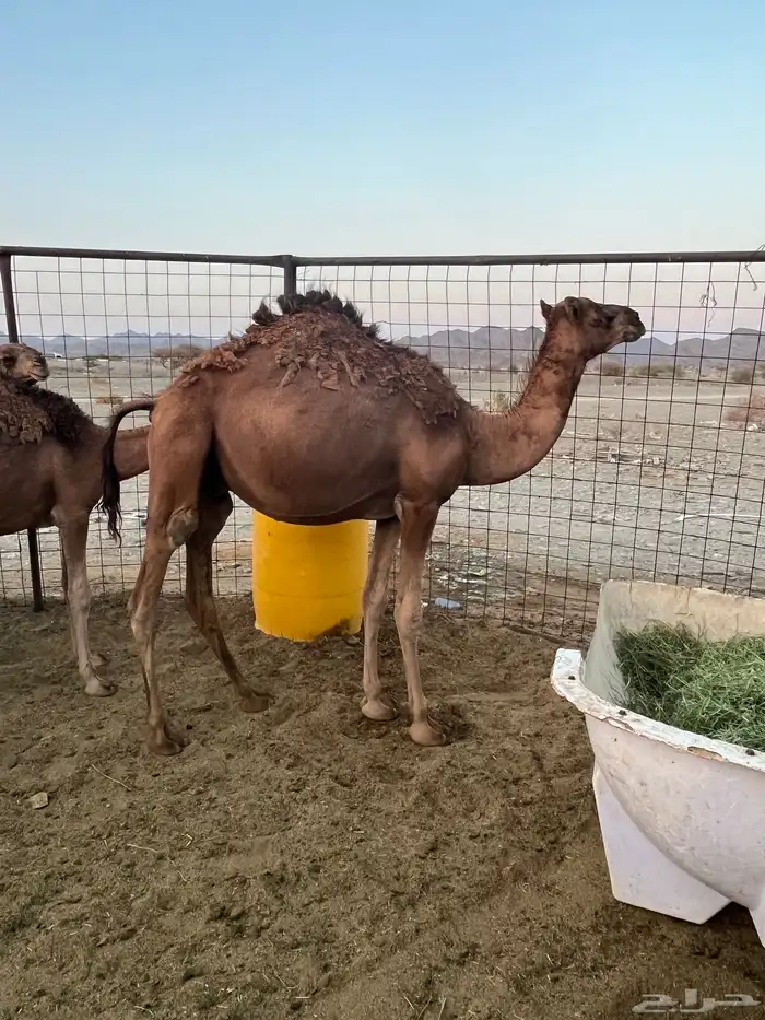 قعدان فاخرة وطيبات 6