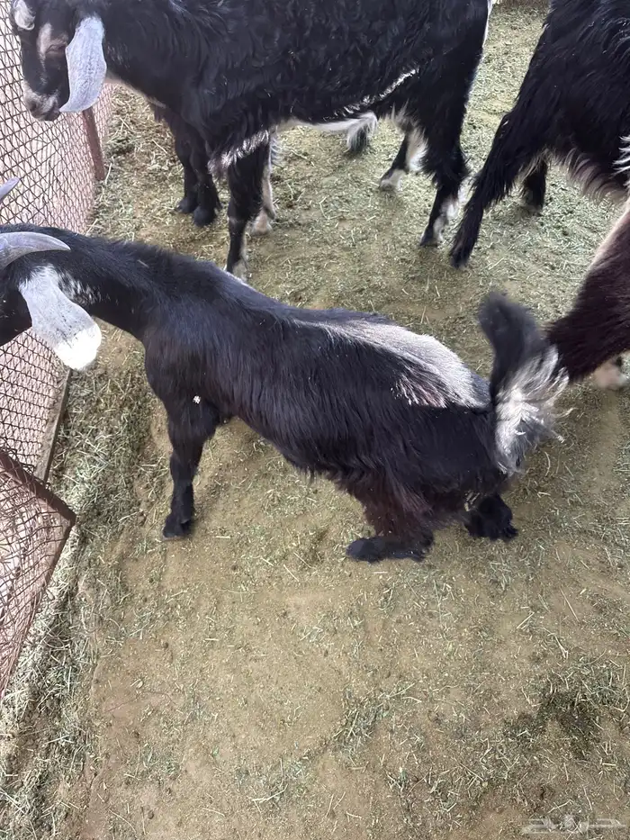 تيوس كرا للبيع 2