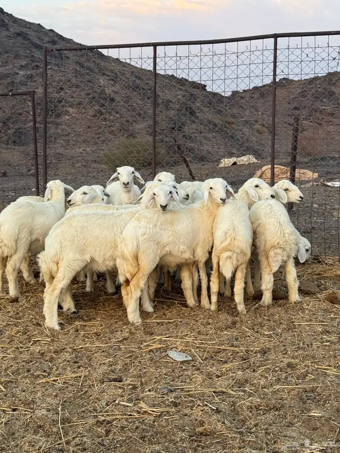 ررخال جذعات 0