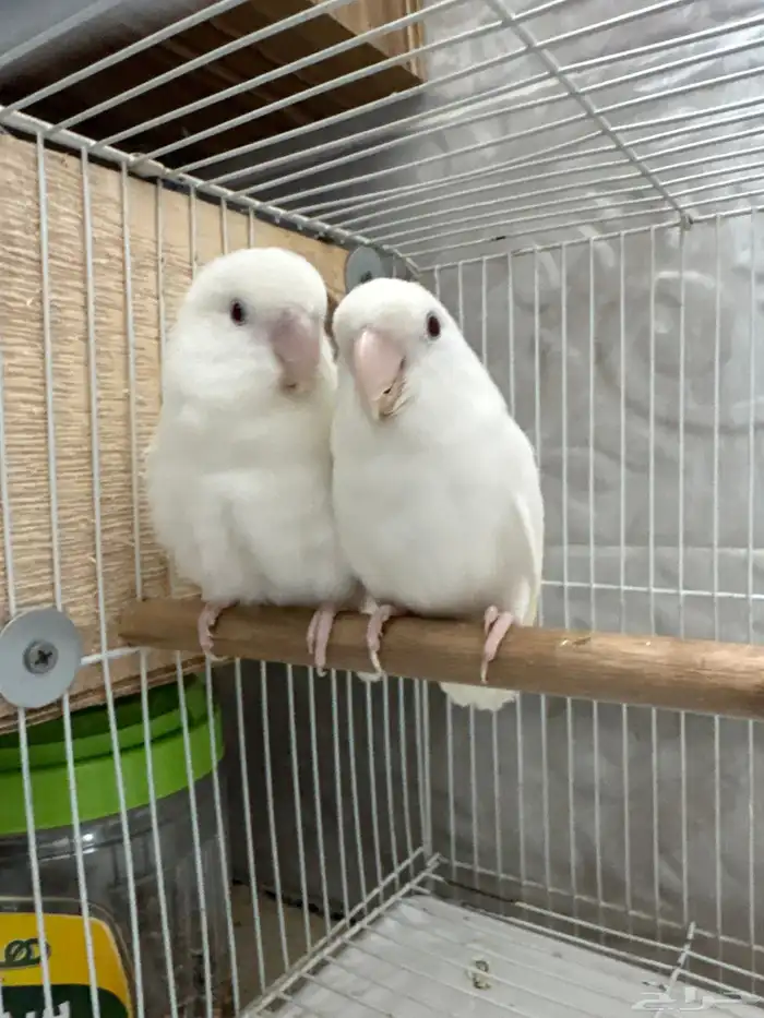 زوج روز منتج مع انتاجه البينو المدينه و ينبع 5