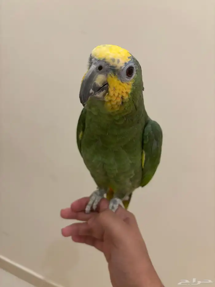 ببغاء امازوني 1
