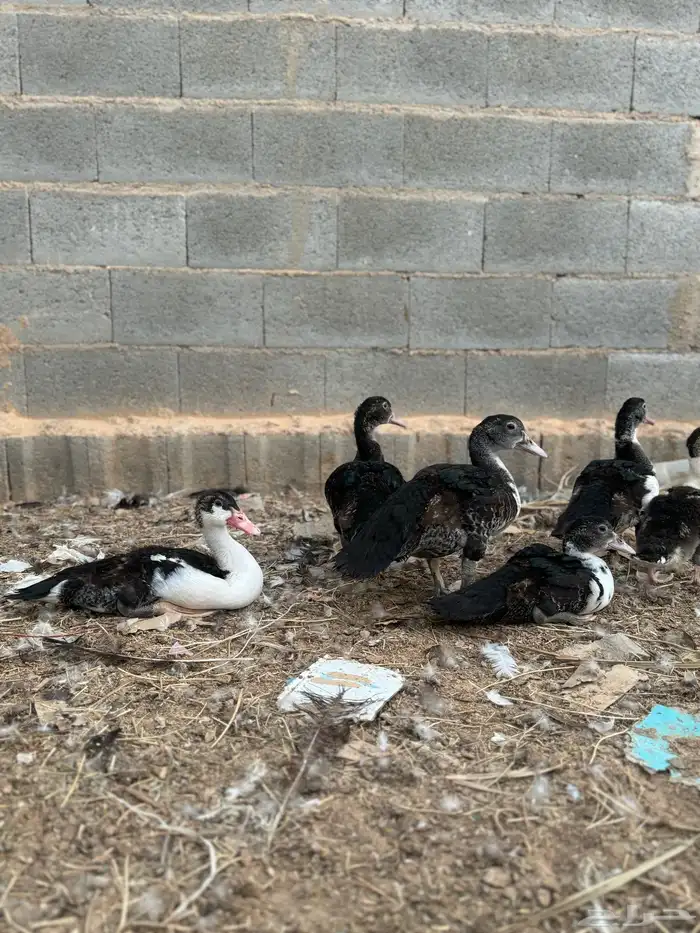 فروخ بط مصري 2