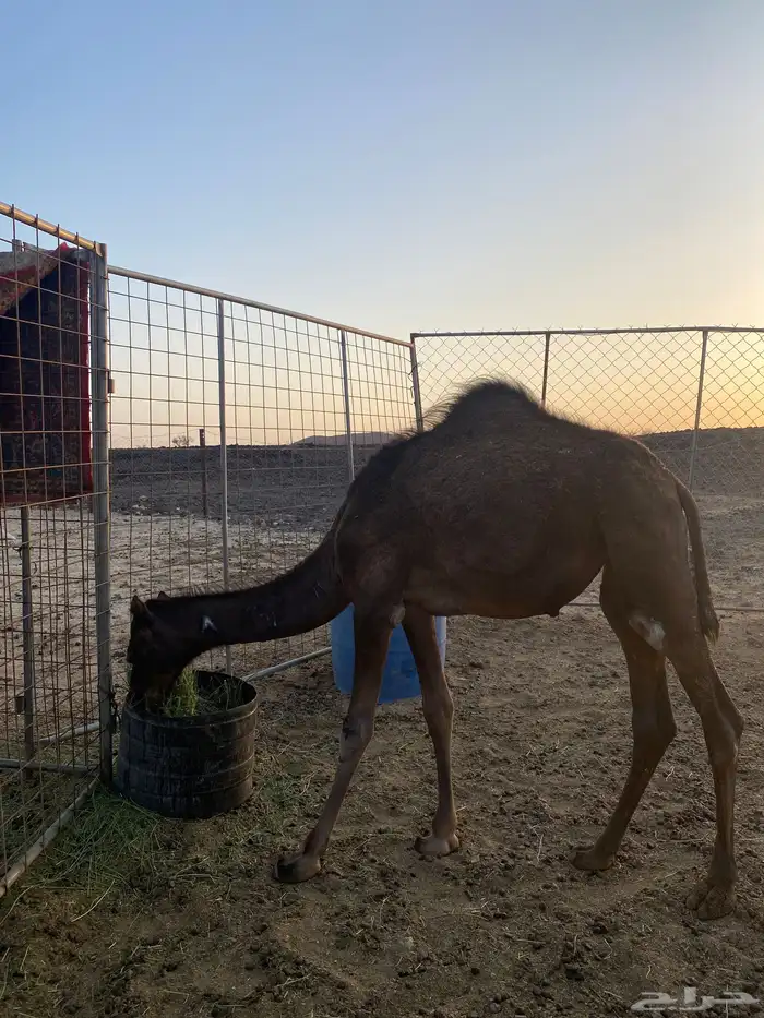 بكرة مفرود 0