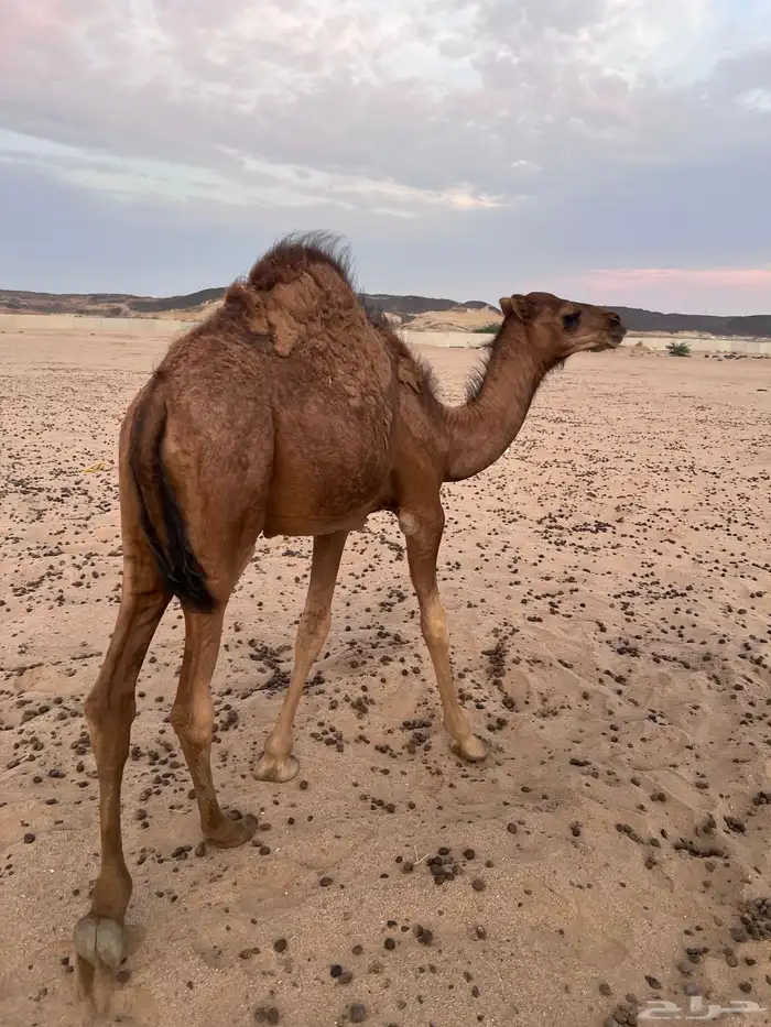 قعدان لباني 6 شهور . 2