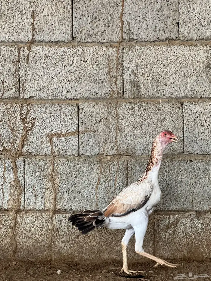 دجاج شامو ياباني الموقع بارق 5