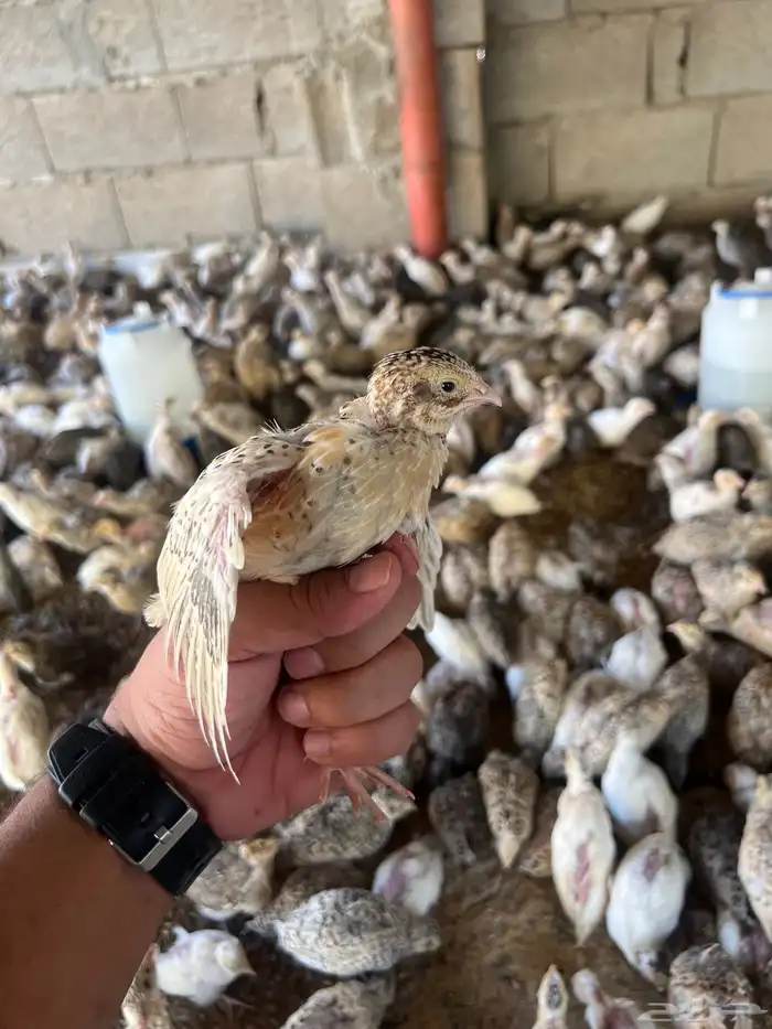 توفر دفعه   صوص سمان 4