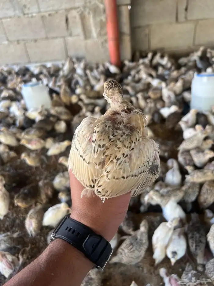 توفر دفعه   صوص سمان 5