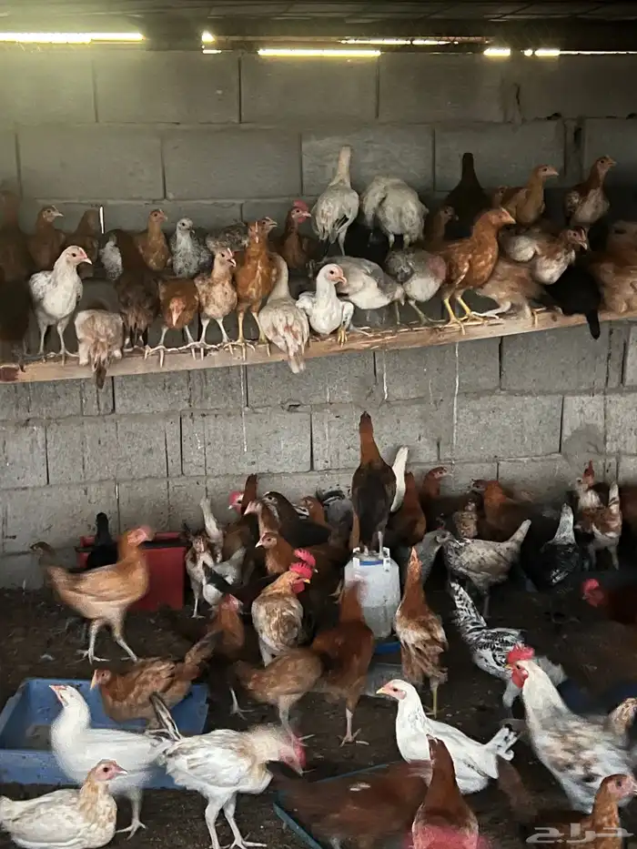 دجاج للبيع 3