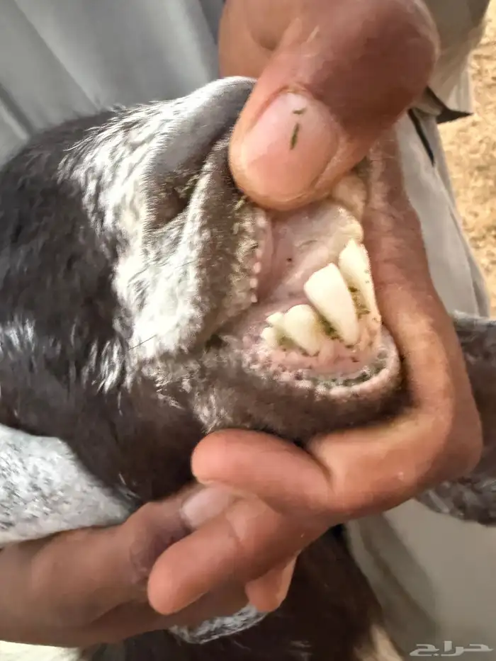 معزا مع تيس فحل جرم وطول 5