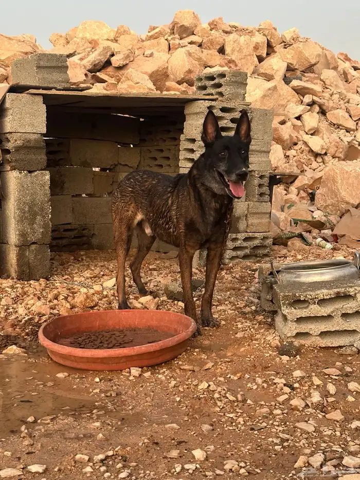 كلب مالينو بيور شرس للبيع 0