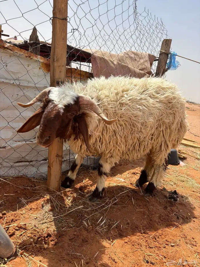 خاروف جذع 3