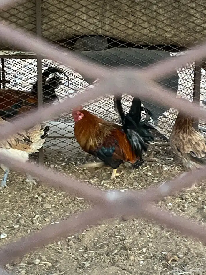 ديوك للبيع 5
