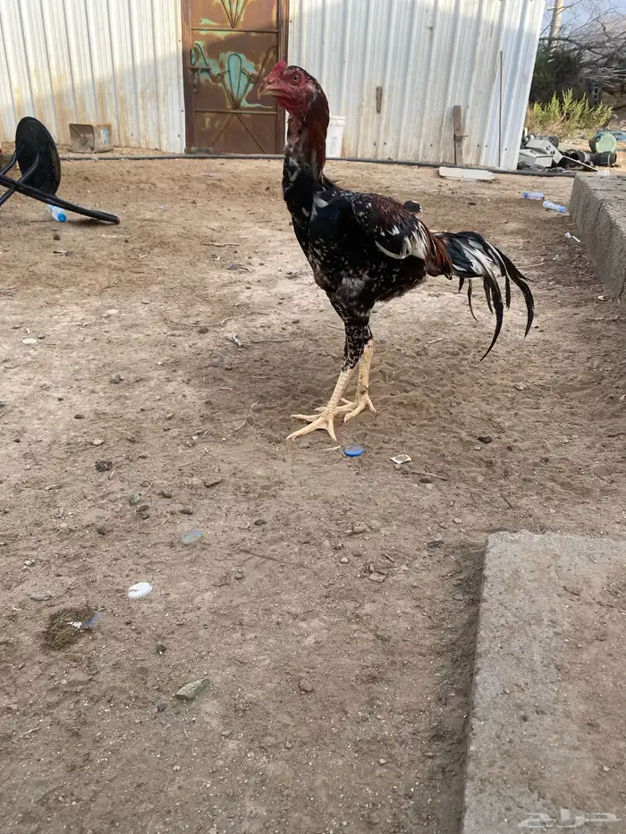 ديك باكستاني اثنين 5