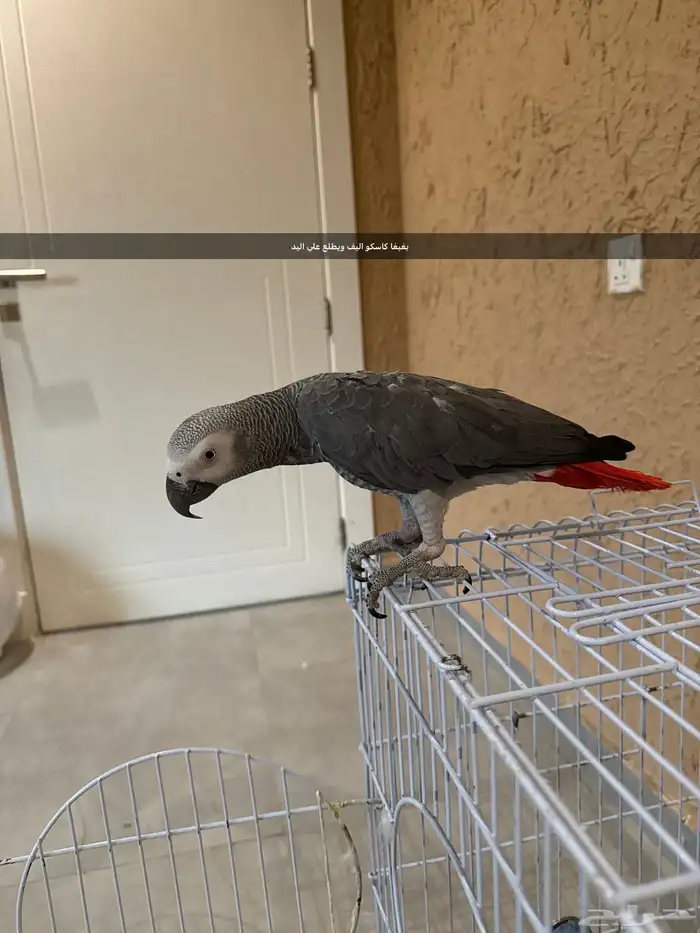 الخرج 0