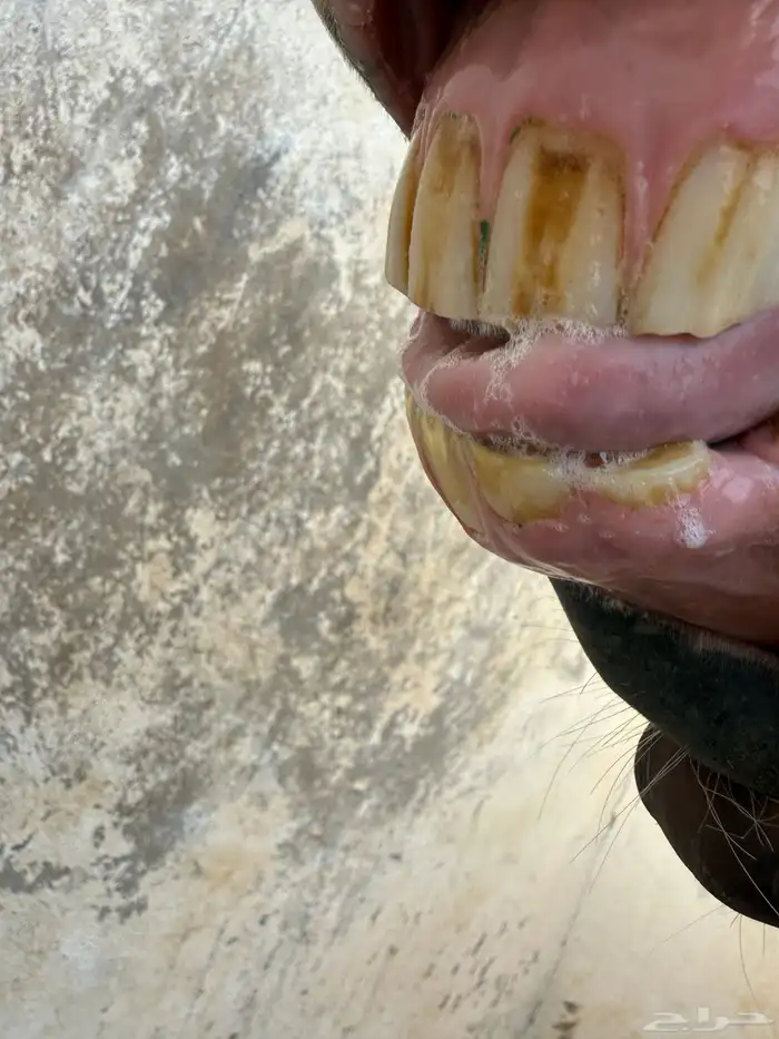 خدمه فحص الخيل قبل الشراء 3