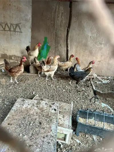 8 دجاجات 0