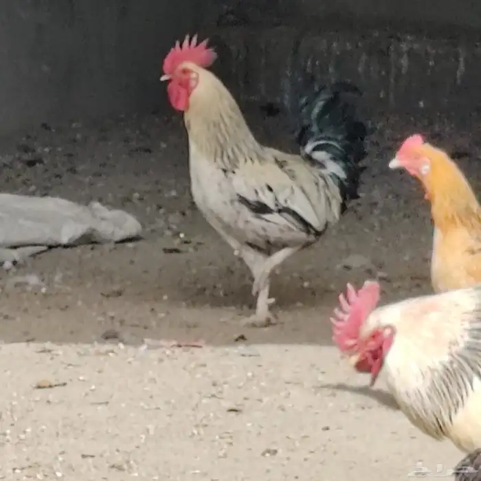 دجاج للبيع 3