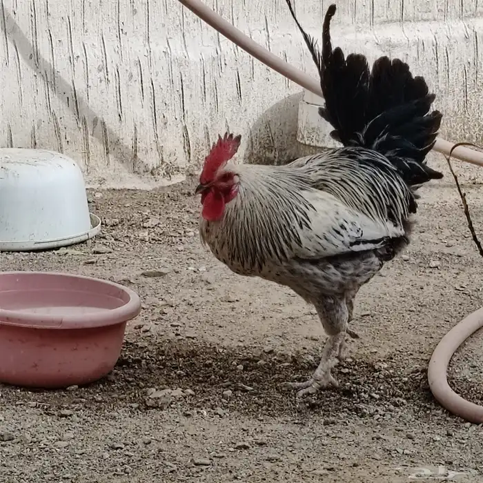 دجاج للبيع 2