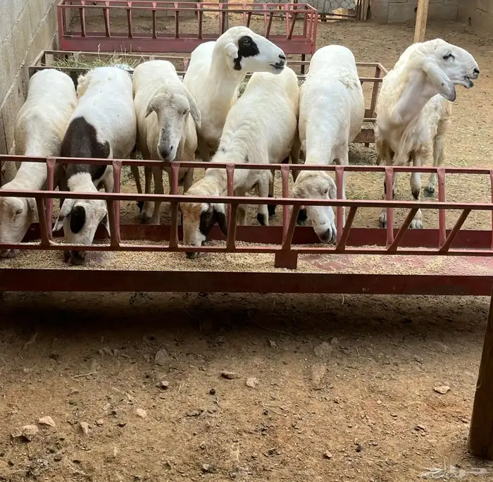 سلام عليكم نعرض لك هذا اليوم ضان ب فحله العدد 7 ب فحله 1