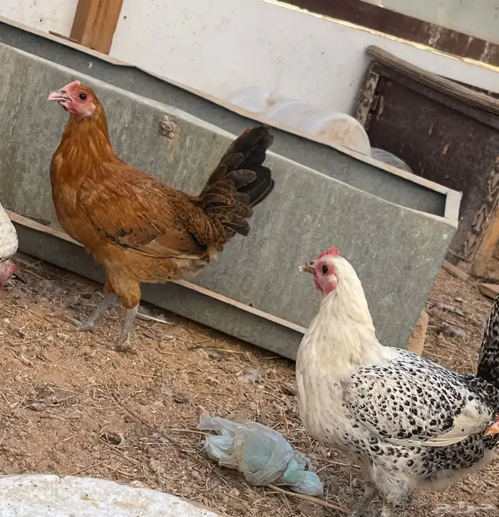 دجاج بلدي طيب وصحة وشرط 4