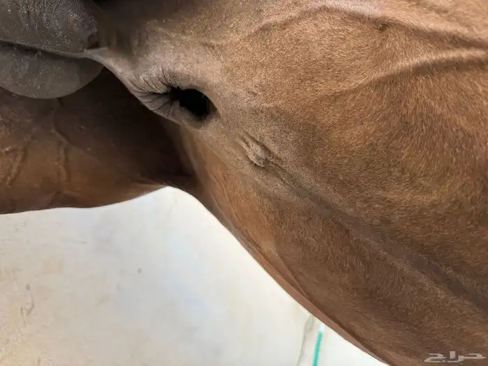 خدمه فحص الخيل قبل الشراء 2
