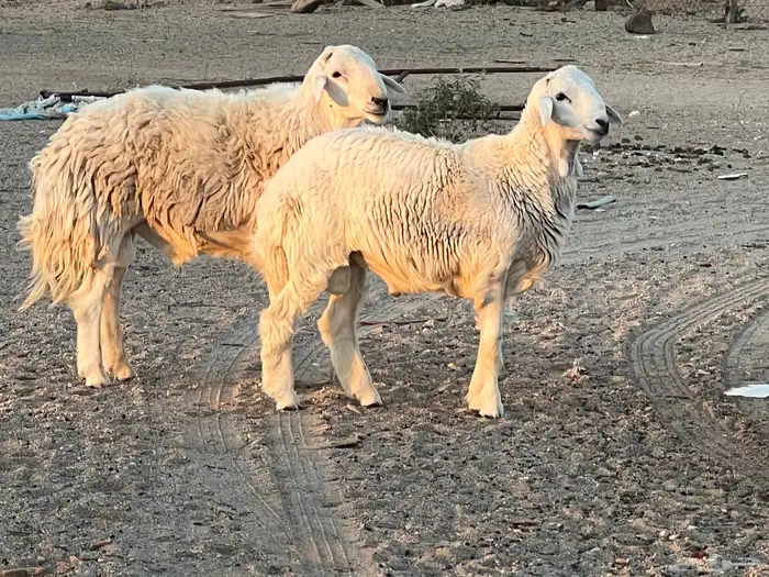 فحل ثني مشروط 4