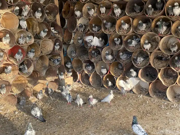 حمام باكستاني للبيع 1
