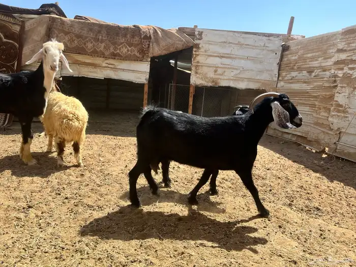 معزا سديس مضارع 0