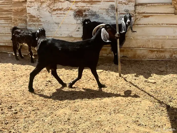 معزا سديس مضارع 2